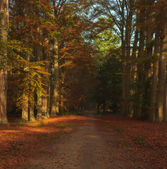 Path in sunny autumn woodland.