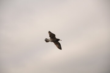 pelican