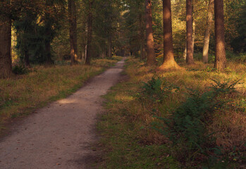 Path in sunny autumn forest.