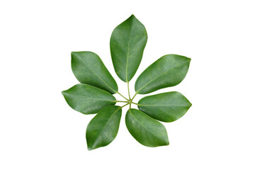 palmately compound leaf isolated on white background with clipping path. Miniature Umbrella Plant leaf, Schefflera arboricola (Variegated).