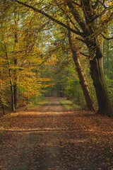 Path covered in brown fallen leaves in sunny autumn woods.