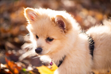 Obraz premium Pomeranian puppy in the foliage, sweet dog