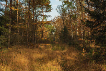 Tall yellow grass with pine and birch trees in an autumn forest.