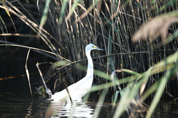 Great egret Ardea alba