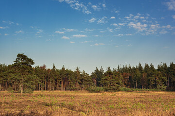 Fototapeta na wymiar Heather field with pine trees under a blue cloudy sky on a sunny autumn afternoon.