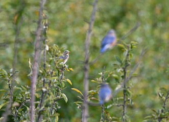 Female Blue Bird Sialia sialis