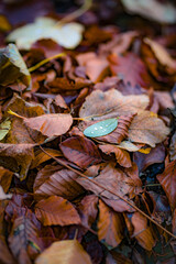 leaves