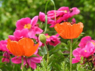 Obraz premium Blumen