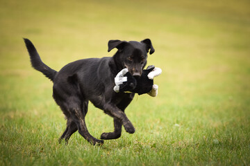 Black dog is running in nature with her toy. She is so cute dog.
