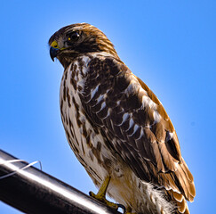 Red Tailed Hawk Buteo jamaicensis