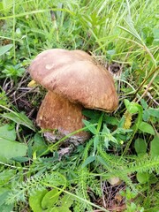 mushroom in the forest
