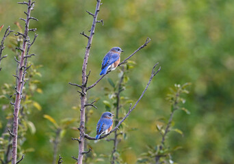 two blue birds, sialia sialis