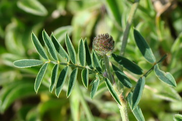 Plant (Onobrychis humilis)