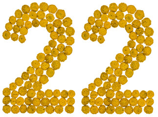 Arabic numeral 22, twenty two, from yellow flowers of tansy, isolated on white background