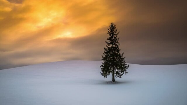 Biei, Japan at the Christmas Tree