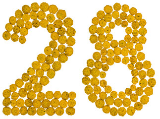 Arabic numeral 28, twenty eight, from yellow flowers of tansy, isolated on white background