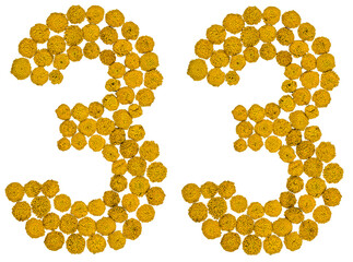 Arabic numeral 33, thirty three, from yellow flowers of tansy, isolated on white background