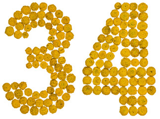 Arabic numeral 34, thirty four, from yellow flowers of tansy, isolated on white background