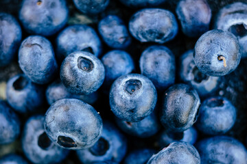 Myrtilles fraichement cueillies au jardin