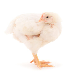 Chicken or young broiler chickens.