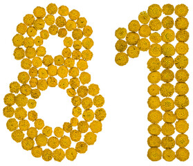 Arabic numeral 81, eighty one, from yellow flowers of tansy, isolated on white background