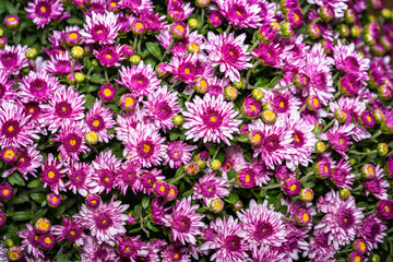 Beautiful bouquet of chrysanthemums closeup