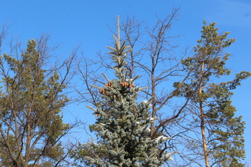firs and fir trees with cones and needles