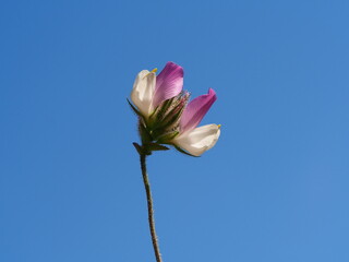 Andalucian Restharrow (Ononis baetica)