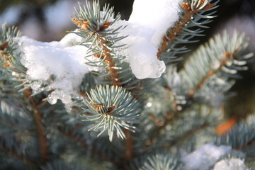 firs and fir trees with cones and needles