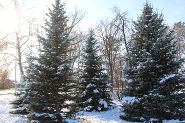 firs and fir trees with cones and needles