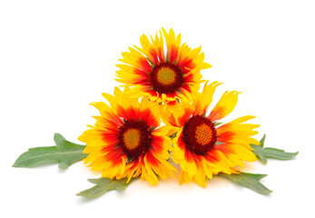 Fototapeta premium Yellow flower Rudbeckia, (mini sunflower).