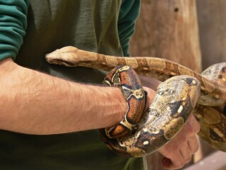 Fototapeta premium Handling a huge Python snake