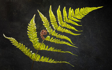 Underside of frond of autumn fern (Dryopteris erythrosora) showing spore-bearing sporangea, in late...