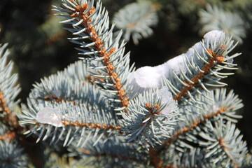 Naklejka na ściany i meble firs and fir trees with cones and needles