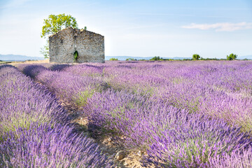Fototapeta na wymiar Maison en pierre en ruines dans le Champs de lavandes en été en Provence, France