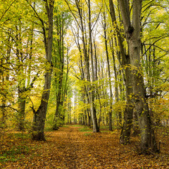 Beautiful autumn view with yellow forest leaves.