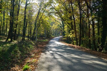 View of the forest in Sakarya, Sapanca, Turkey.