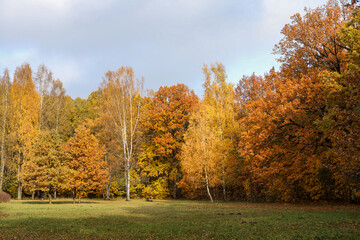 Landscape with autumn tree in large forest park.