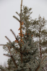 firs and fir trees with cones and needles