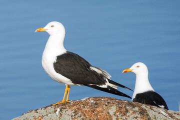 Obraz premium Lesser Black-backed Gull