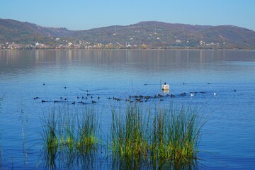 Cormorants on lake Sapanca, Sakarya, Turkey.