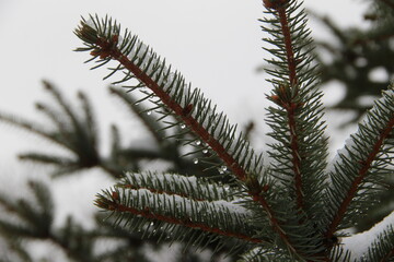 firs and fir trees with cones and needles