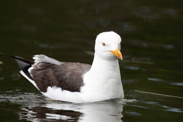 Lesser Black-backed Gull