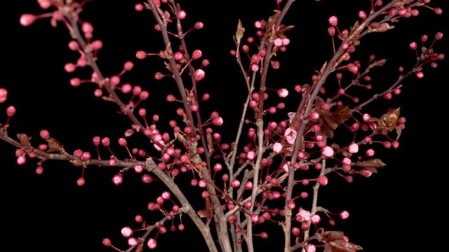 Pink Flowers Blossoms on the Branches Cherry Tree. Dark Background. Time Lapse. 4K.