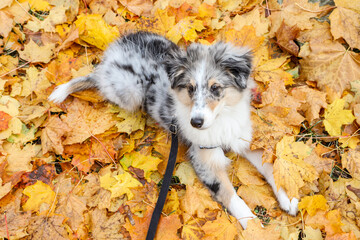 Obraz premium Small sheltie puppy laying on a yellow backgorund set of leaves.