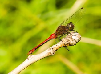 Red dragonfly sitting on a twig