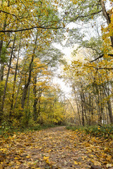Obraz premium Beautiful autumn view with yellow forest leaves.