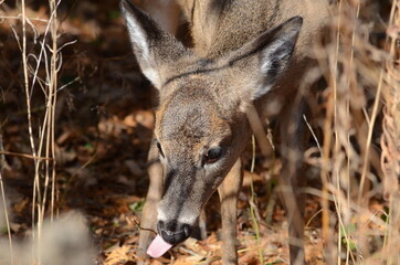 Fawn a young deer in fall foliage in Ontario, Canada.