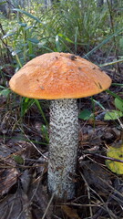 The orange - capped aspen mushroom grows in the forest against a background of green leaves.