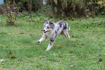 Obraz premium Young shetland sheepdog puppy in blue merle color running around in garden.